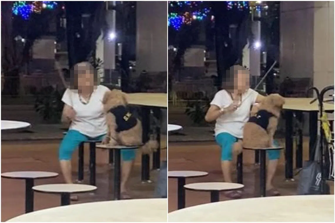 The woman raised her cane twice and hit the table thrice to scare the dog.