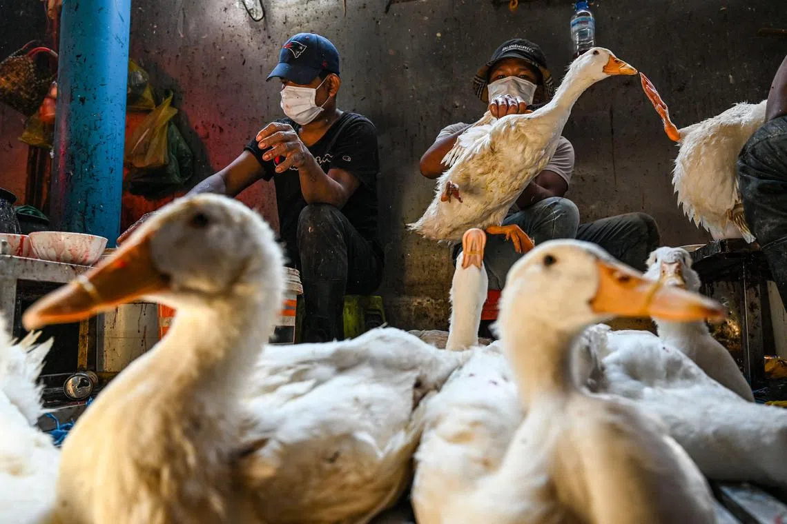 Workers prepare ducks at a market in Phnom Penh on Feb 24, 2023.  