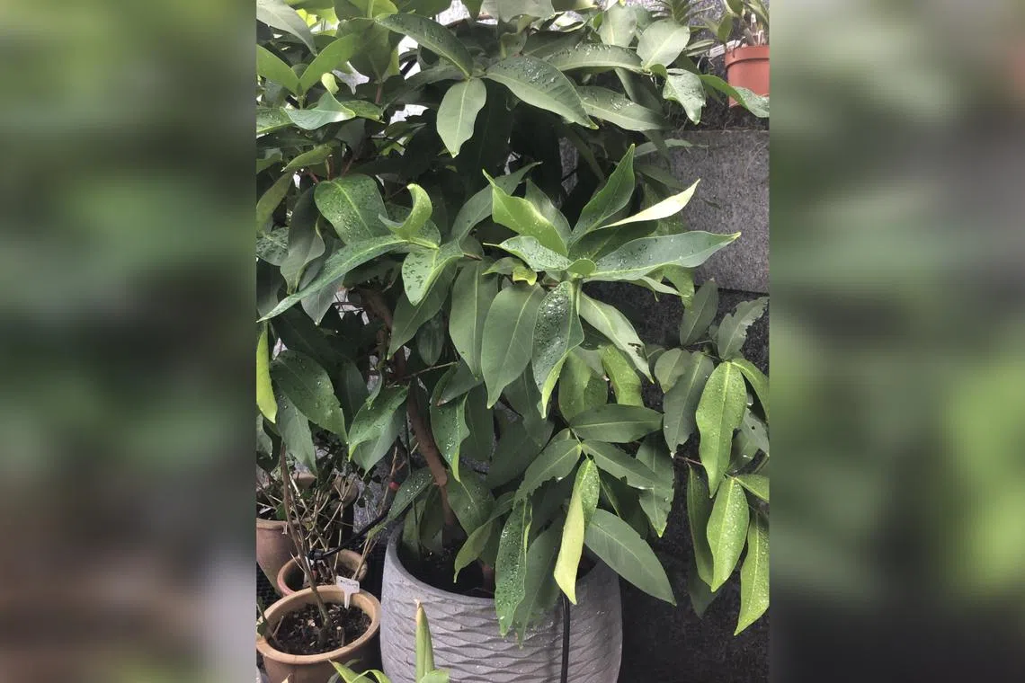 It is best to nurture a new fruit tree from a graft or air-layered branch from a mature plant.