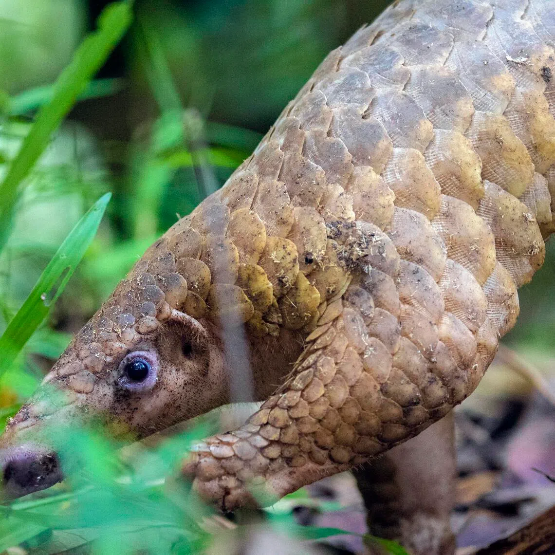 The Sunda pangolin is among wildlife expected to be affected by clearance of vegetation at a site off Old Jurong Road.