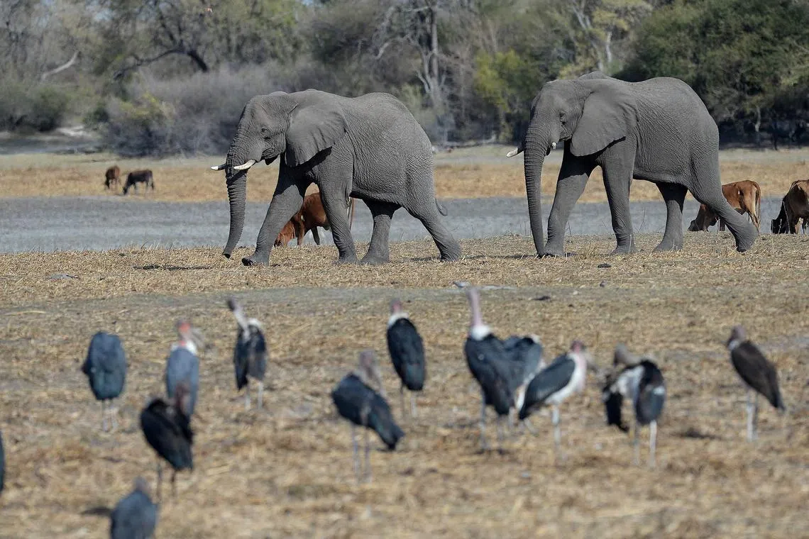 The study's researchers analysed vocalisations - mostly rumbles generated by elephants using their vocal cords, similar to how people speak - made by more than 100 elephants in Amboseli National Park and Samburu National Reserve.