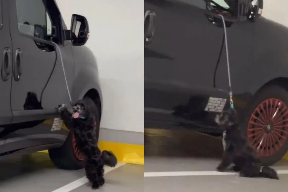 The dog appeared to have been tied to the car with a short leash. 