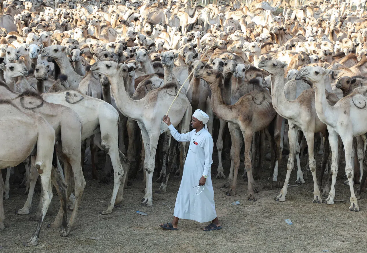A herdsman manages a group of camels ahead of the ritual in which, according to the herders, 1,530 camels are slaughtered in observance of Mawlid al-Nabi, the birthday of Prophet Mohammad, at the Islamic Centre in Mogadishu, Somalia, August 21, 2026. REUTERS/Feisal Omar     TPX IMAGES OF THE DAY