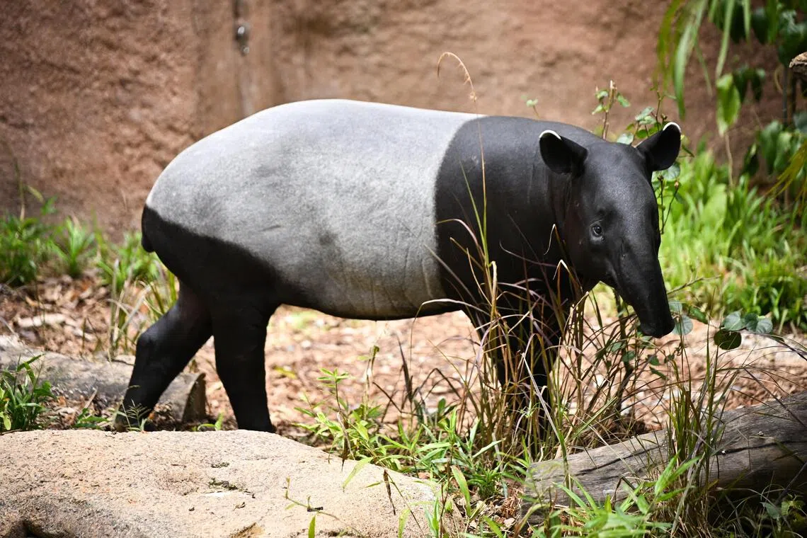 A Malayan tapir at Rainforest Wild Adventure West.
