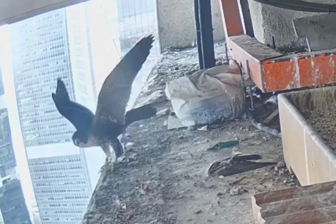 At about 8.19am on March 4, one of the falcon chicks can be seen flapping its wings, before briefly taking to the air as it flies off-camera.