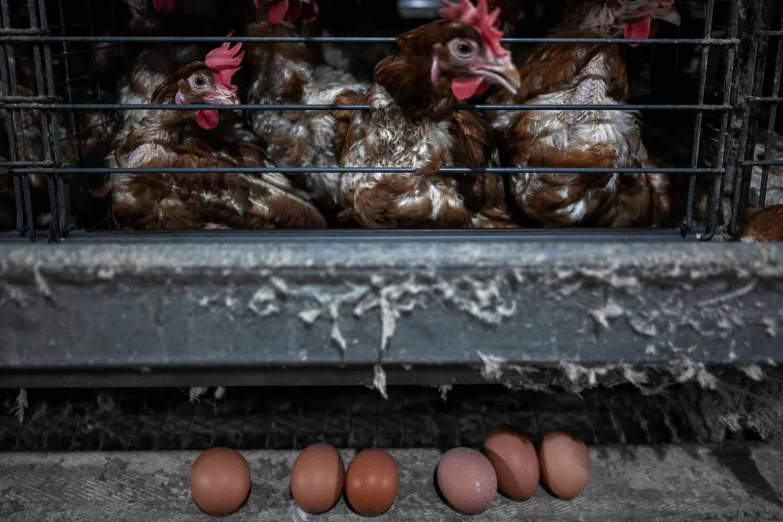 Malaysia will import up to 10 million eggs daily from India starting Thursday, to cope with an egg shortage.
