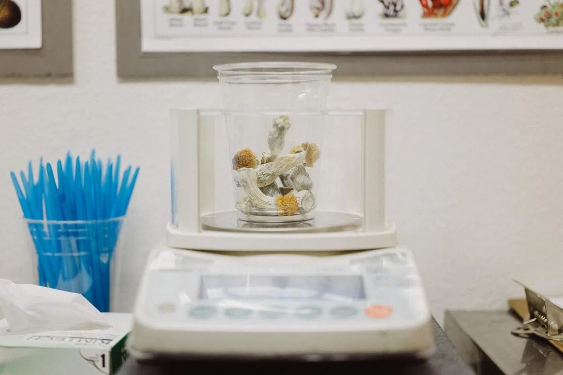 Scientists warn against self-medicating with magic mushrooms, as unsupervised use can amplify a cancer patient’s stress and anxiety.