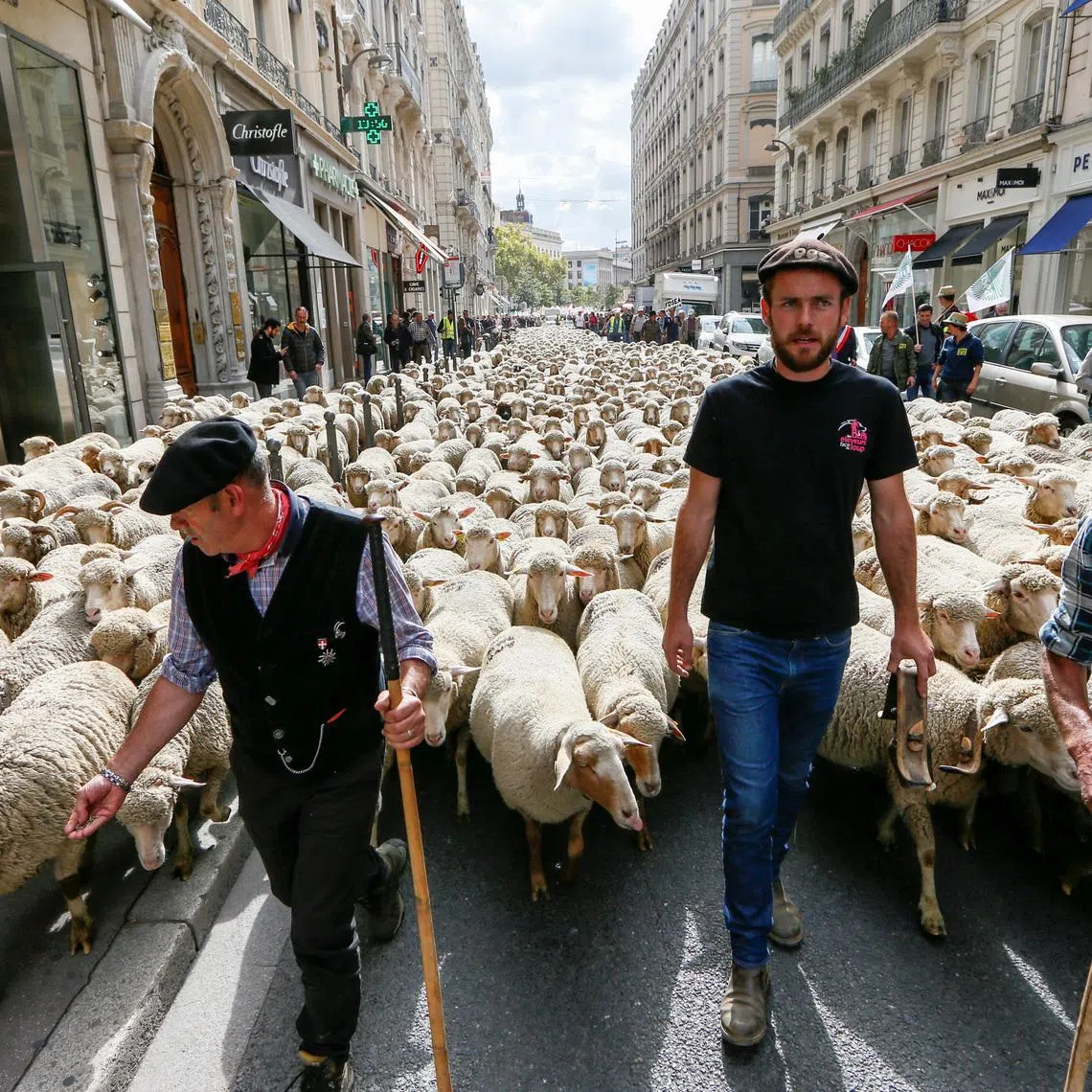 FILE PHOTO: French farmers walk with hundreds of sheep as they stage a protest against the government's \"Plan loup\" (wolf project) which protects wolves which the farmers blame for livestock deaths and  financial losses, in Lyon, France, October 9, 2017. REUTERS/Robert Pratta/File Photo
