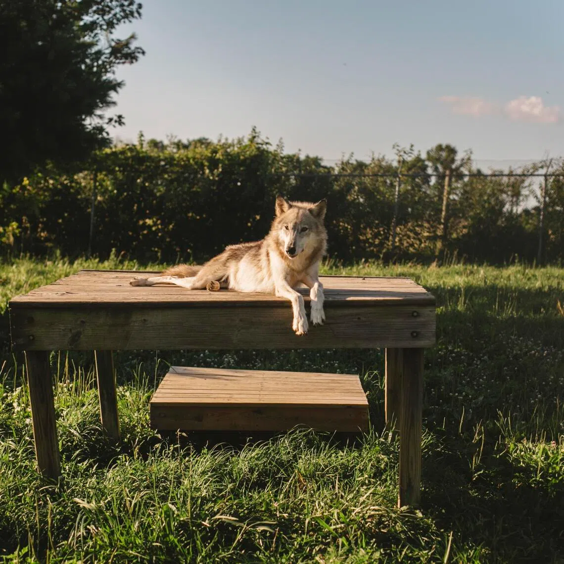 Although dogs descended from wolves, interbreeding between the two types of canines appears to be remarkably rare.