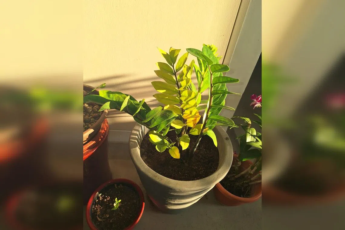 The soil level in the pot should be aligned with the line where the crown of the ZZ plant and the root system meet.