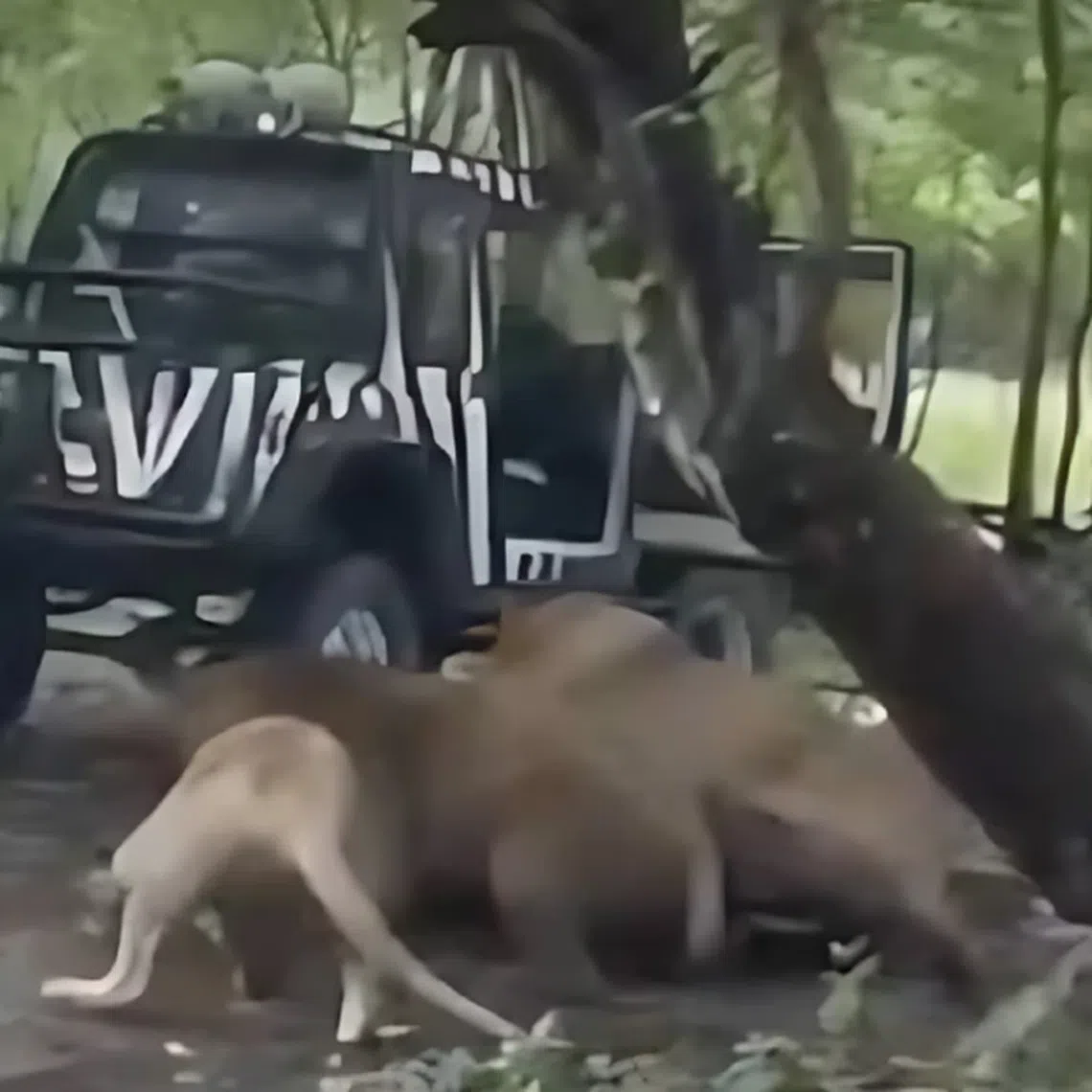 A screenshot from a video taken by a tourist shows at least three lions mauling a zookeeper at Safari World Bangkok.