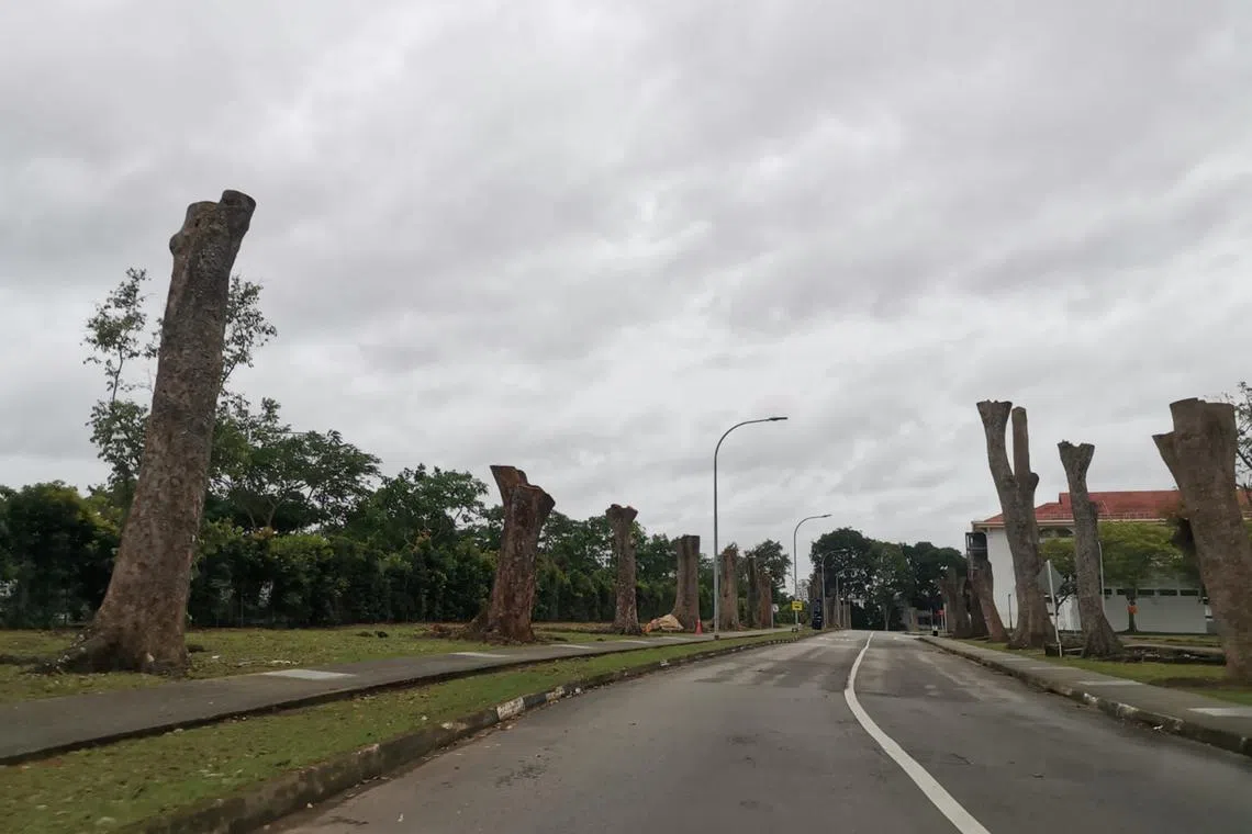 03yourpicture - Trees along Buangkok View, the road within the compound of IMH. Take on Jan 29, 2023. Credit: Matthew Tan Kim Chuan