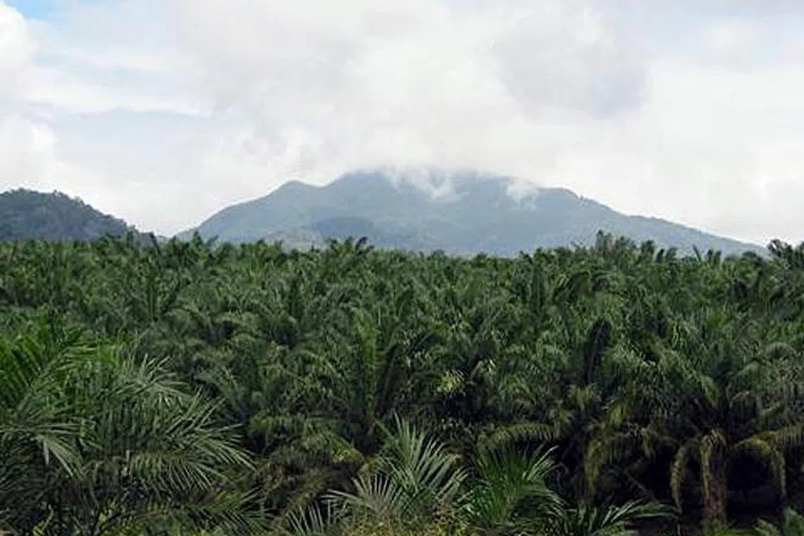 [A view of Gunong Ledang (Mount Ophir) National
Park, Malaysia. ]
