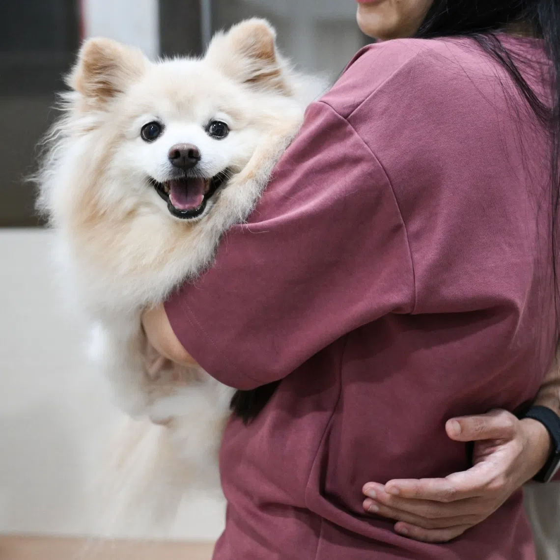 This comes as the number of licensed veterinarians in Singapore has increased from 122 in 2006 to 674 as at September.