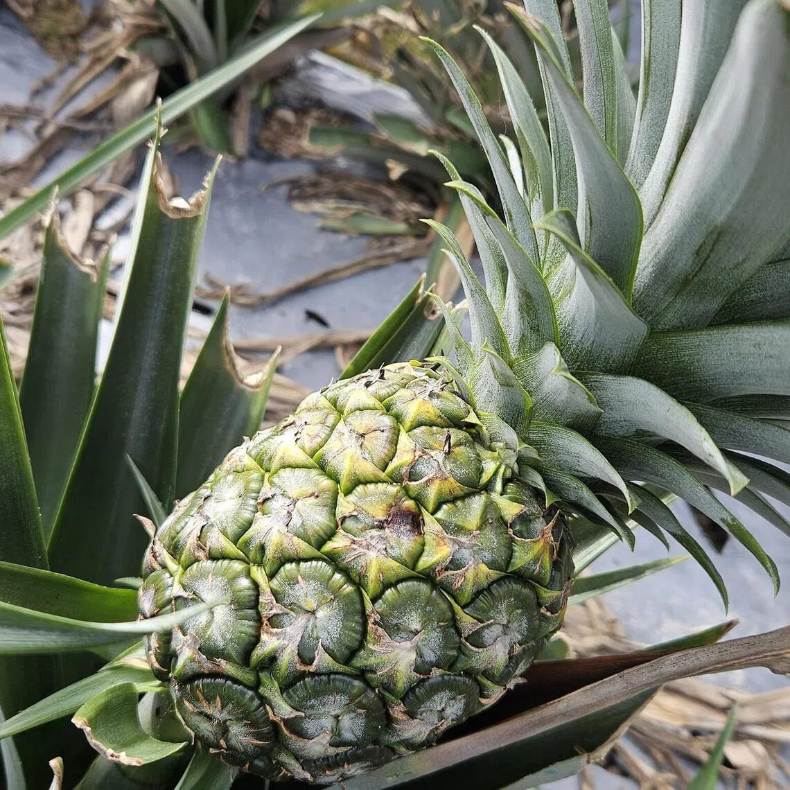 Somehow, we don’t have a single photo in our archive depicting the pineapple-rolling ritual that Chinese people often perform when entering a new home. Please imagine this pineapple being rolled across the floor.