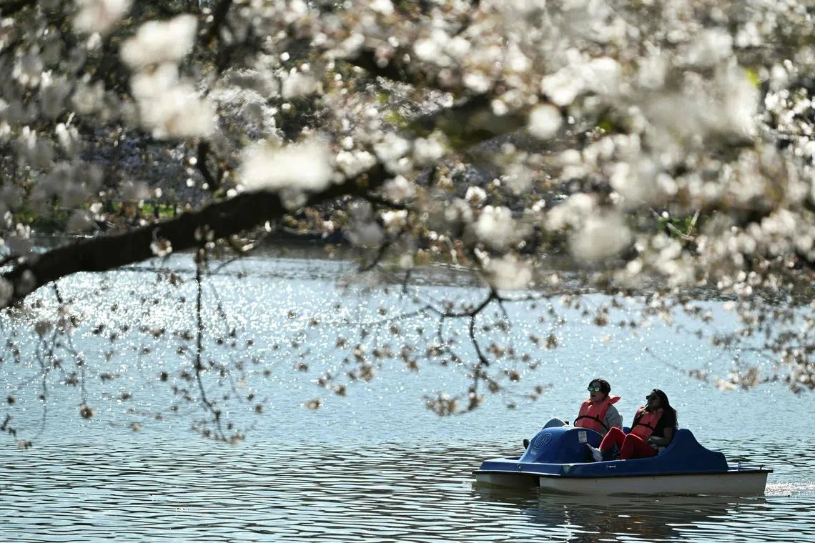 People enjoying a ride on a pedal boat near blooming Cherry trees surrounding the tidal basin in Washington, DC, on March 17, 2024. Washington’s cherry blossoms marked the second-earliest peak bloom in more than a century of records.