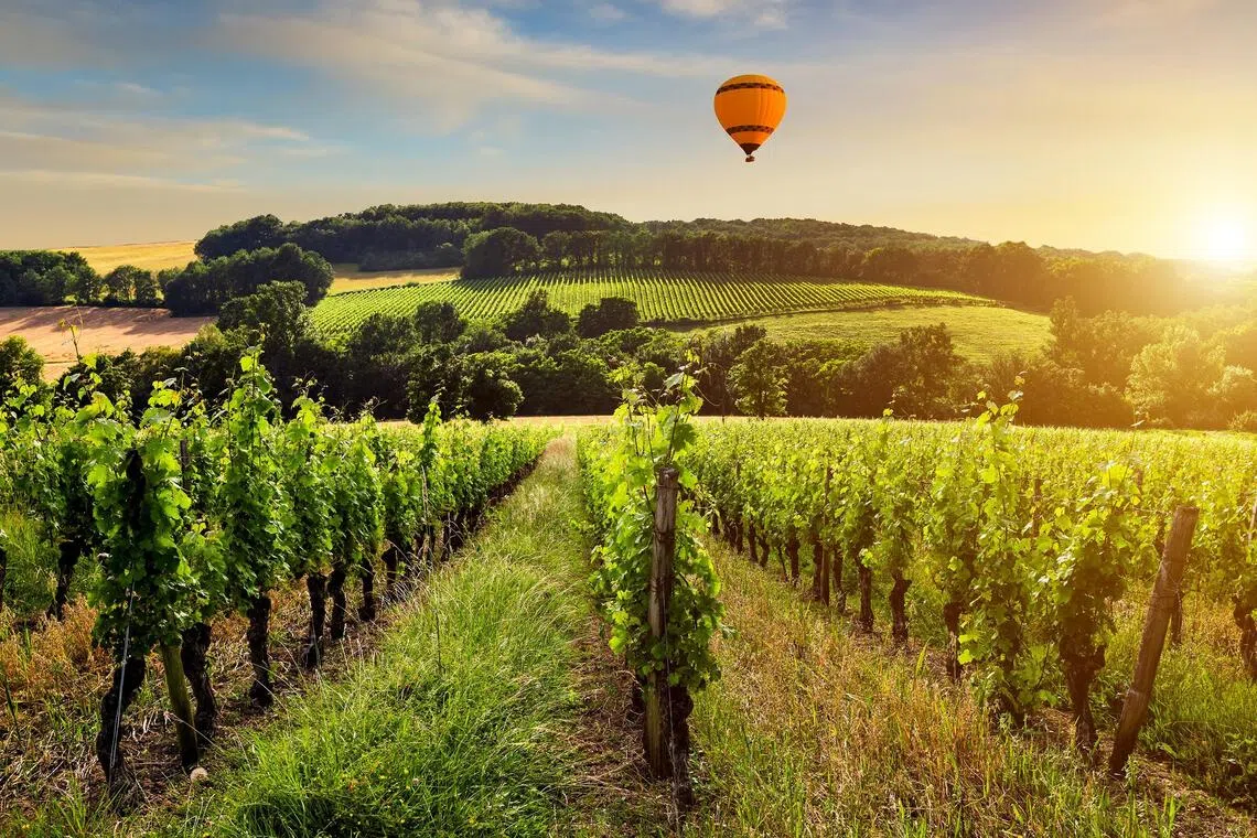 Welcome to wine-optional wine country