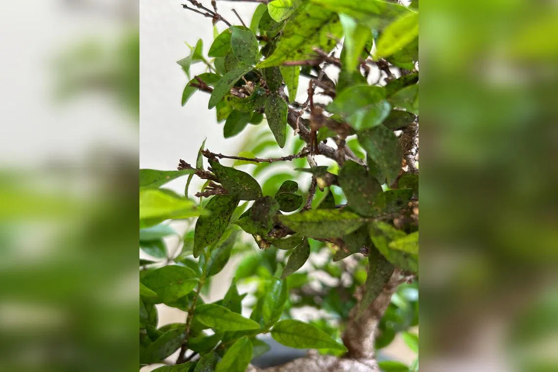The black substance on this plant looks as though it could be sooty mould, a fungus that grows on the sugary excretions of sap-sucking pests.  