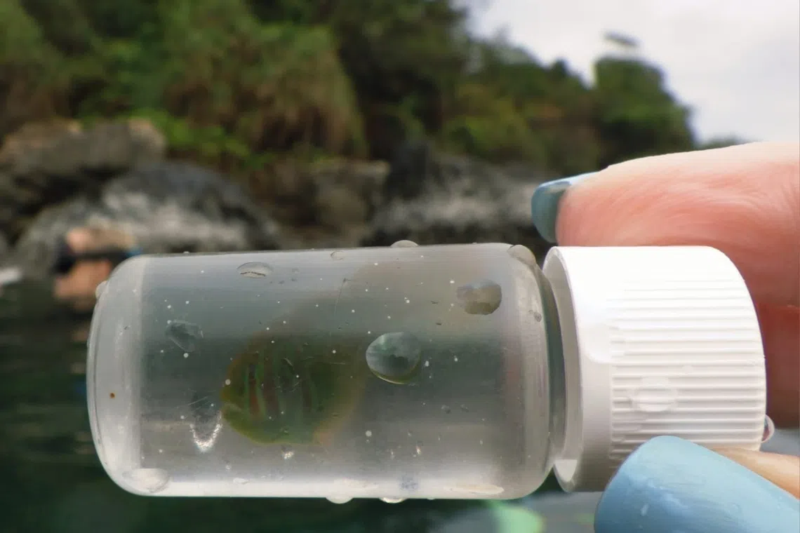 Marine scientists Nesha Ichida and Mark Erdmann managed to capture a specimen of a gobiodon that they believe has not been previously identified.