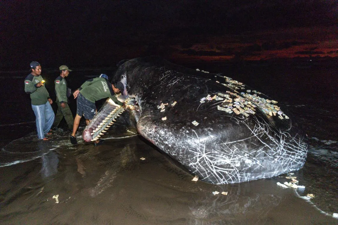 Members of an environmental task force team inspect the mouth of a dead whale on a beach in Jembrana, in Indonesia's resort island of Bali.  