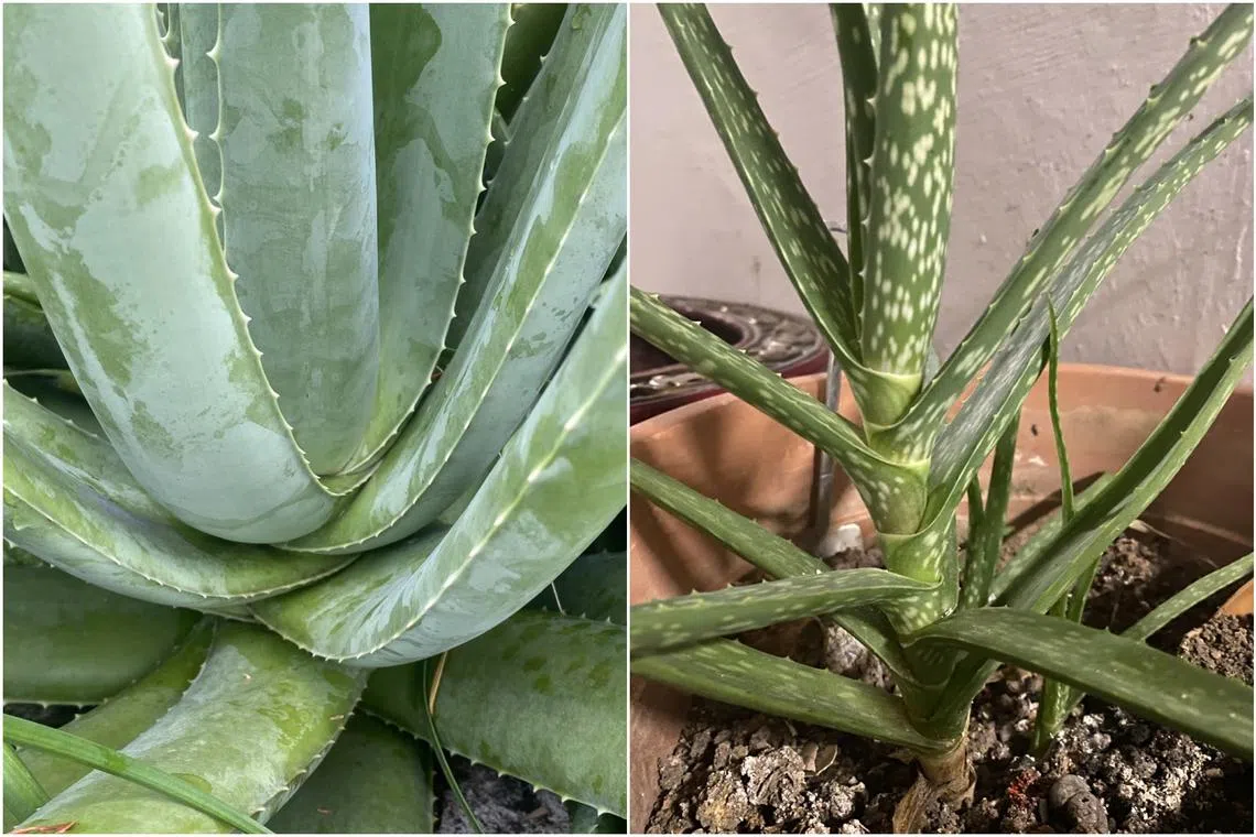 Aloe vera needs direct sunlight to thrive. Under optimal light (left), it forms a tight rosette. Under low light (right), leaves look thin and floppy.