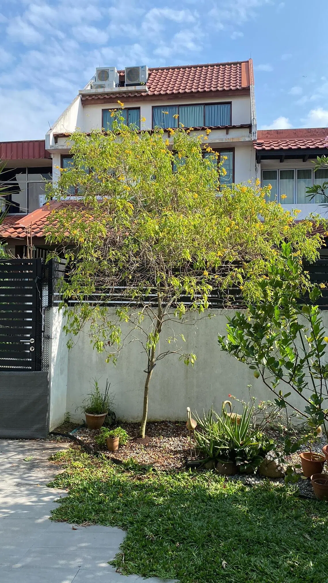 root14 - Yellow Bells need a sunny site and well-draining soil to thrive.
PHOTO: LIM TSU YEE