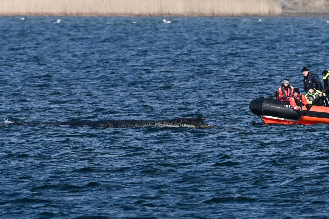 The 13.5m animal has been floundering off Germany’s Baltic Sea coast for more than a week.