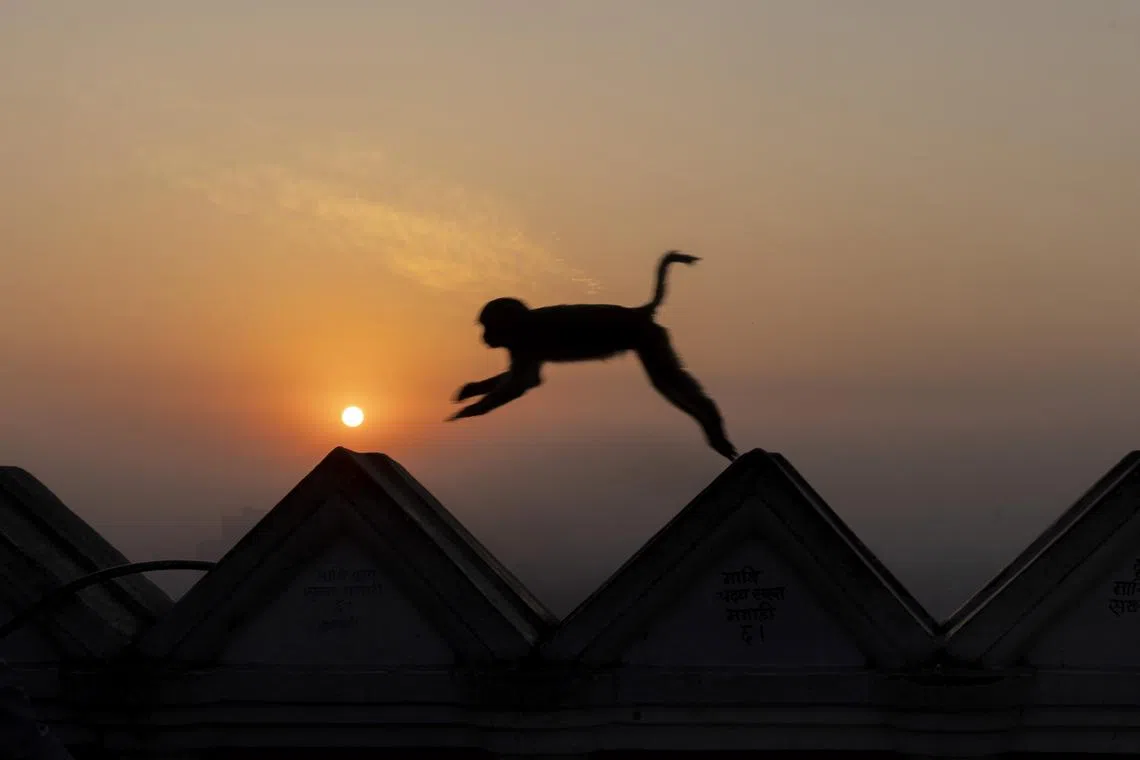 A monkey jumping as the sun rises in Kathmandu, Nepal, March 20, 2025. 