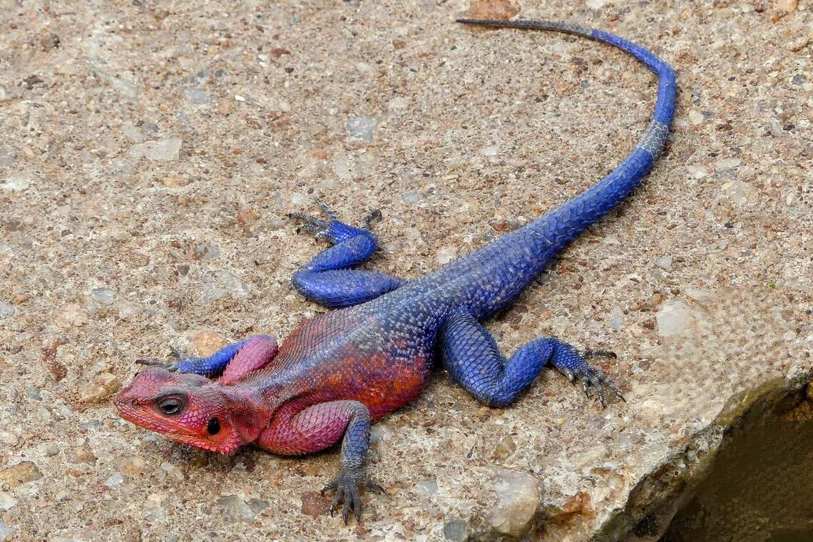 A Mwanza flat-headed rock agama rests on a dirt road in the savannah of the Masai Mara, Kenya.