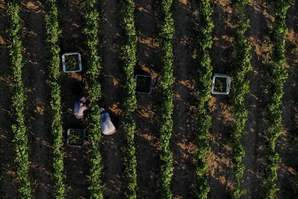 Pickers harvest grapes at the Champagne Jean Velut vineyard in Montgueux, France.