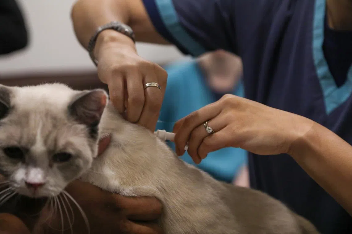 Fines of up to $50,000 for errant vets under new law to support better animal health and welfare