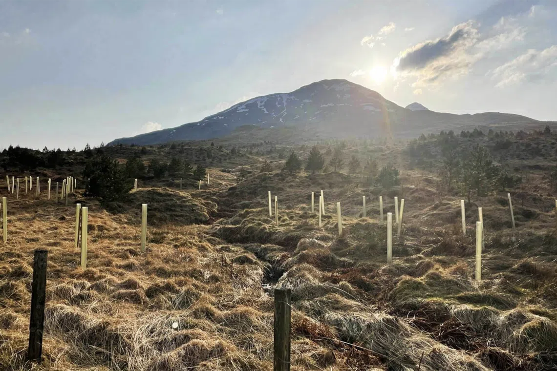 vzug-sustainability-feature-st-v-forest-project