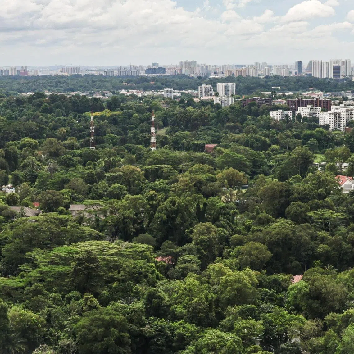 A generic view of the plots of land near Singapore Botanic Gardens that were part of the land swop deal.