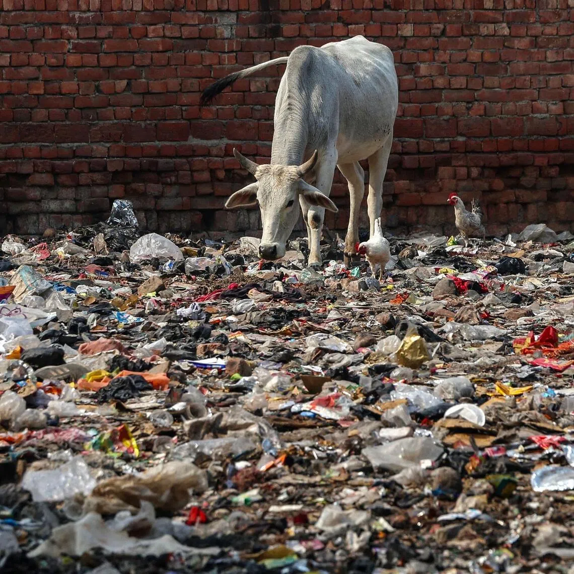 A cow feeds on garbage at a dumping ground in Varanasi, India, on Dec 1, 2025.