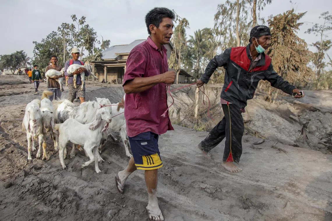 Villagers evacuate livestock from their village affected by the volcanic ash from the eruption of Mount Semeru, at Kajar Kuning village in Lumajang, East Java, Indonesia, Dec 5, 2022. 