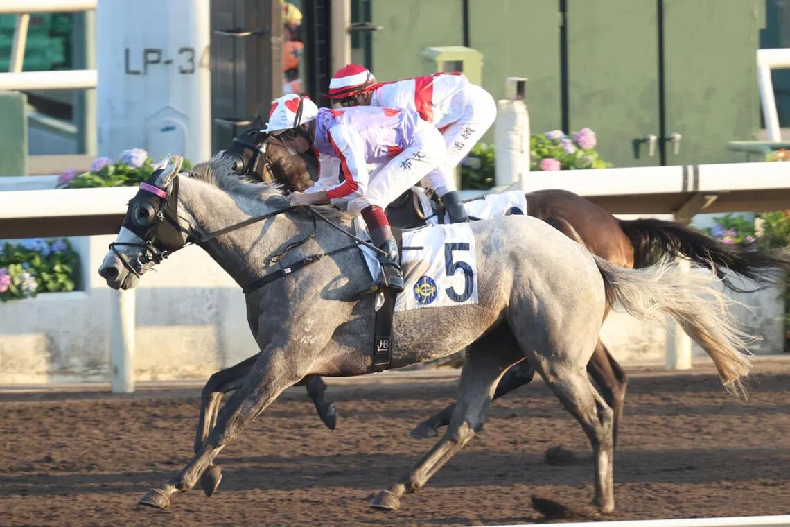 hkprev07 - The Mark Newnham-trained Talents Ambition (Hugh Bowman) bringing up the second of his three Hong Kong wins, coming in the Class 3 Mody Handicap (1,650m) at Sha Tin on Dec 1, 2024. The Into Mischief grey lines up in the Class 2 Chatham Handicap (1,200m) at the same track on Dec 7 and will this time be ridden by Lyle Hewitson.

PHOTO: HKJC
