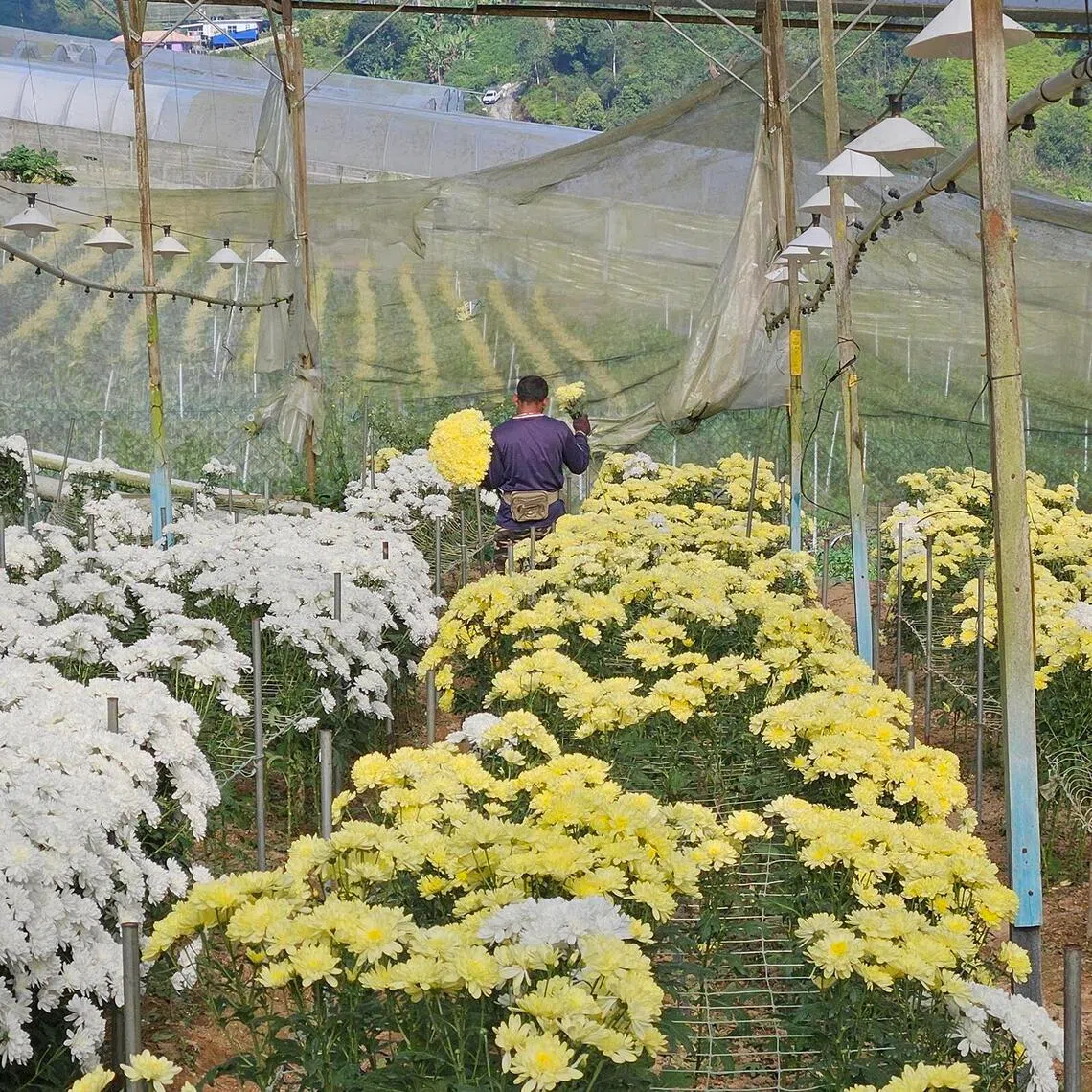 A worker harvesting yellow chrysanthemums in Cameron Highlands.