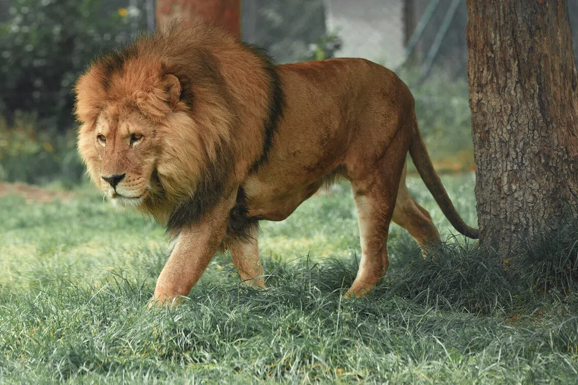 Ten lions found dead in suspected poisoning case at Tanzania wildlife reserve