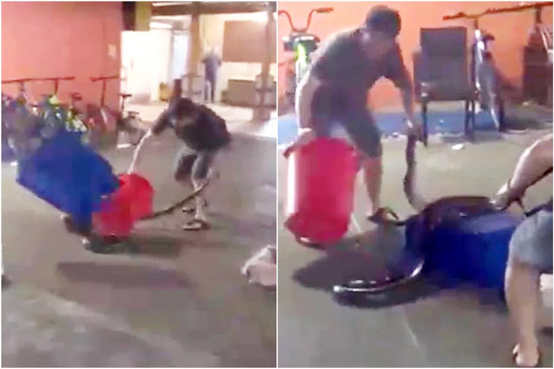 Mr Ricky Cheong said he had no intention of killing the snake at first.