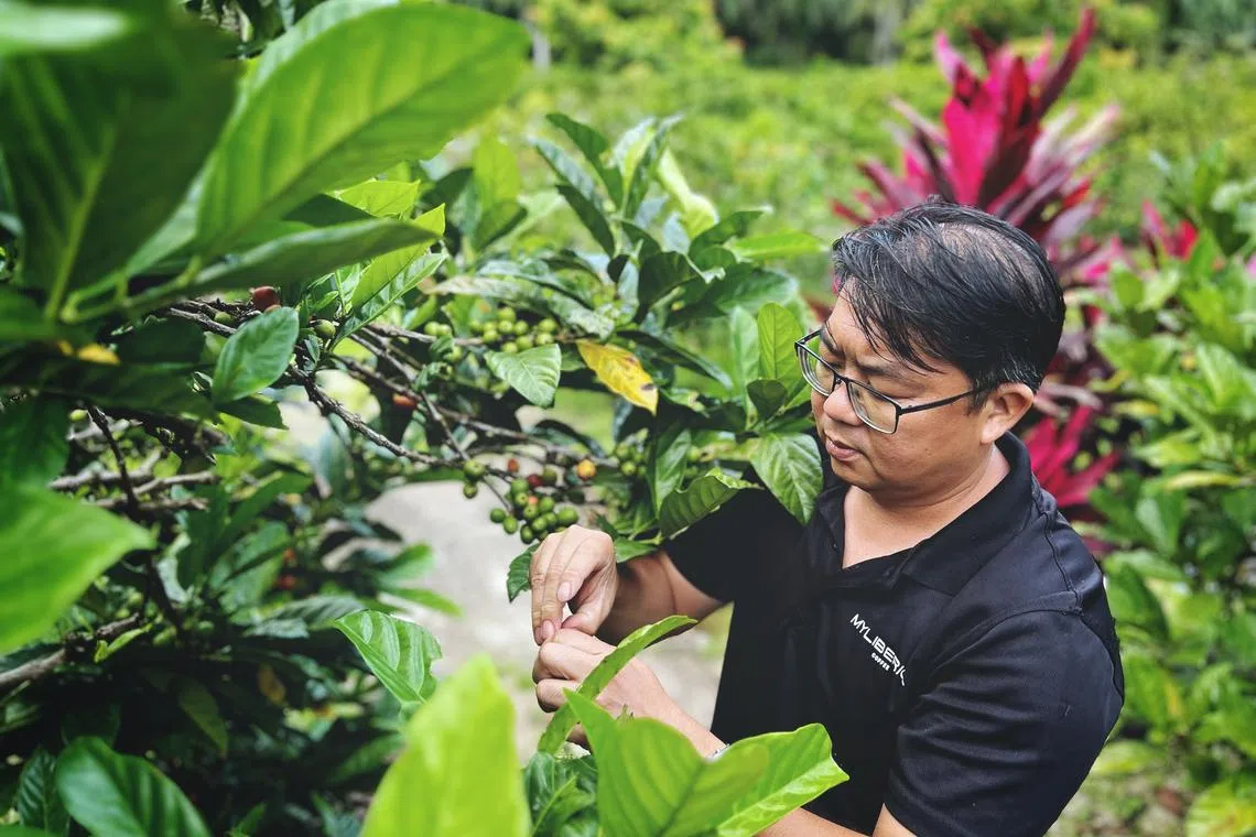Mr Jason Liew, owner of My Liberica, inspecting coffee cherries at his farm in Kulai, Johor.