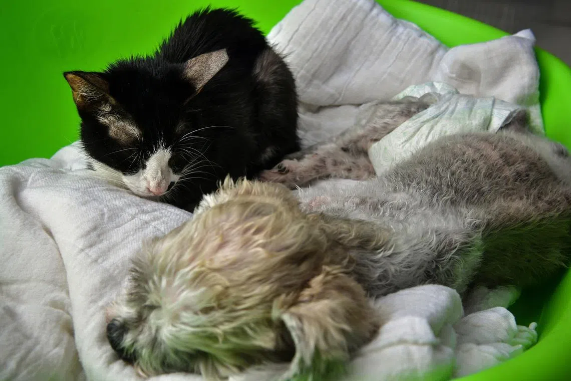 There is now a large body of research that finds links between cruelty to animals and other forms of violence.