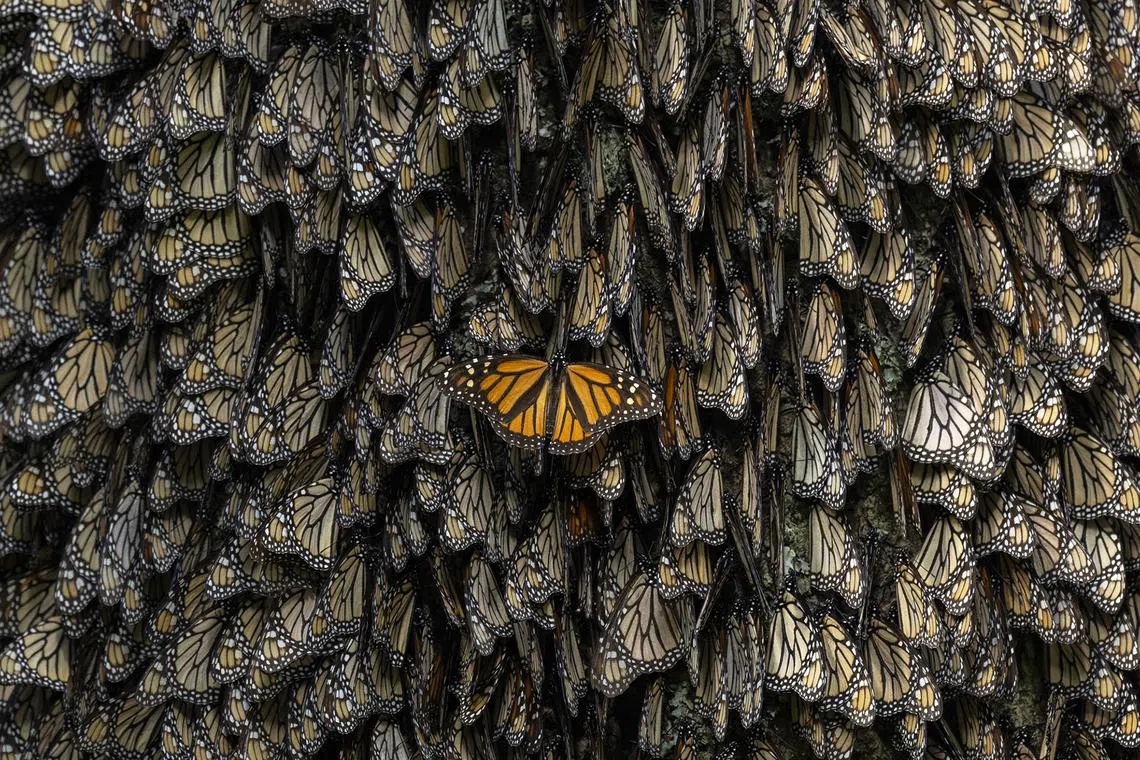 In the Monarch Butterfly Biosphere Reserve in Michoacan (Mexico), a single latecomer joins the others for the night, stretching its wings as it maneuvers in an attempt to squeeze into the popular roosting place. The butterflies’ extreme closeness offers protection and warmth.