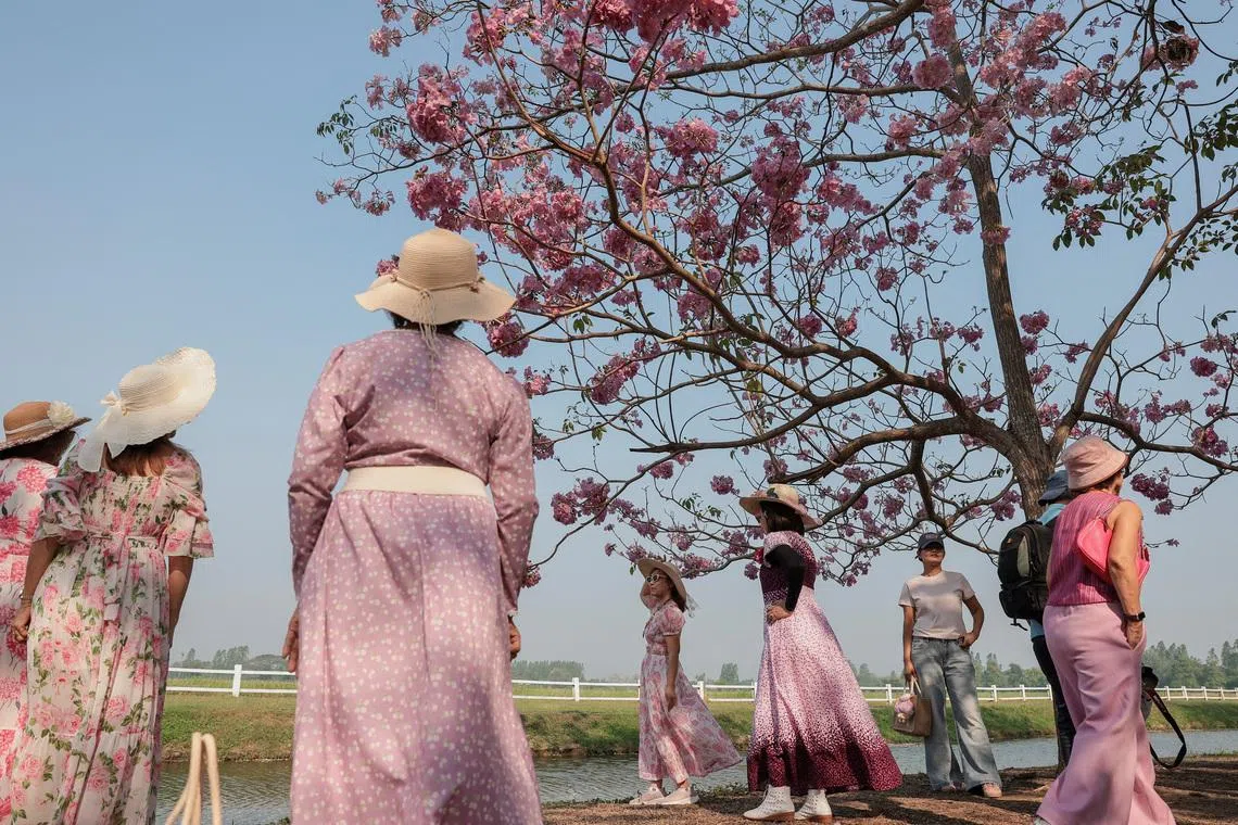 People taking pictures with blossoming Tabebuia rosea trees at Kasetsart University’s Kamphaeng Saen Campus, in Nakhon Pathom province, Thailand, on Feb 23, 2026. 