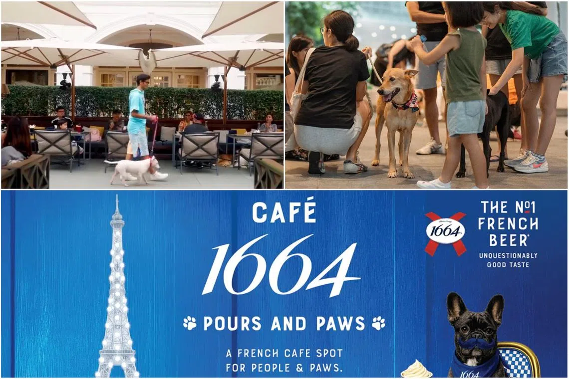 (Clockwise from top left) Raffles Courtyard at Raffles Hotel Singapore is now pet-friendly, a dog adoption drive organised by local shelter SOSD, Cafe 1664 Pours & Paws at GastroBeats 2026.