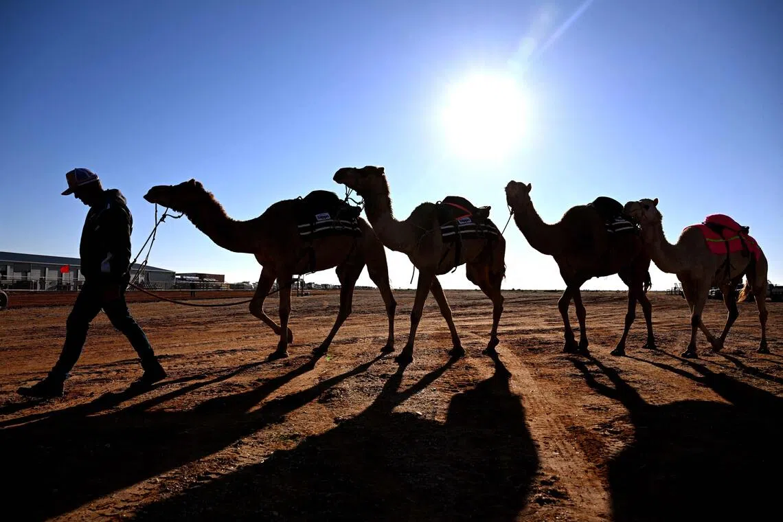 Exports of camel meat totalled over US$3.9 million (S$5 million) in 2024, according to trade data.