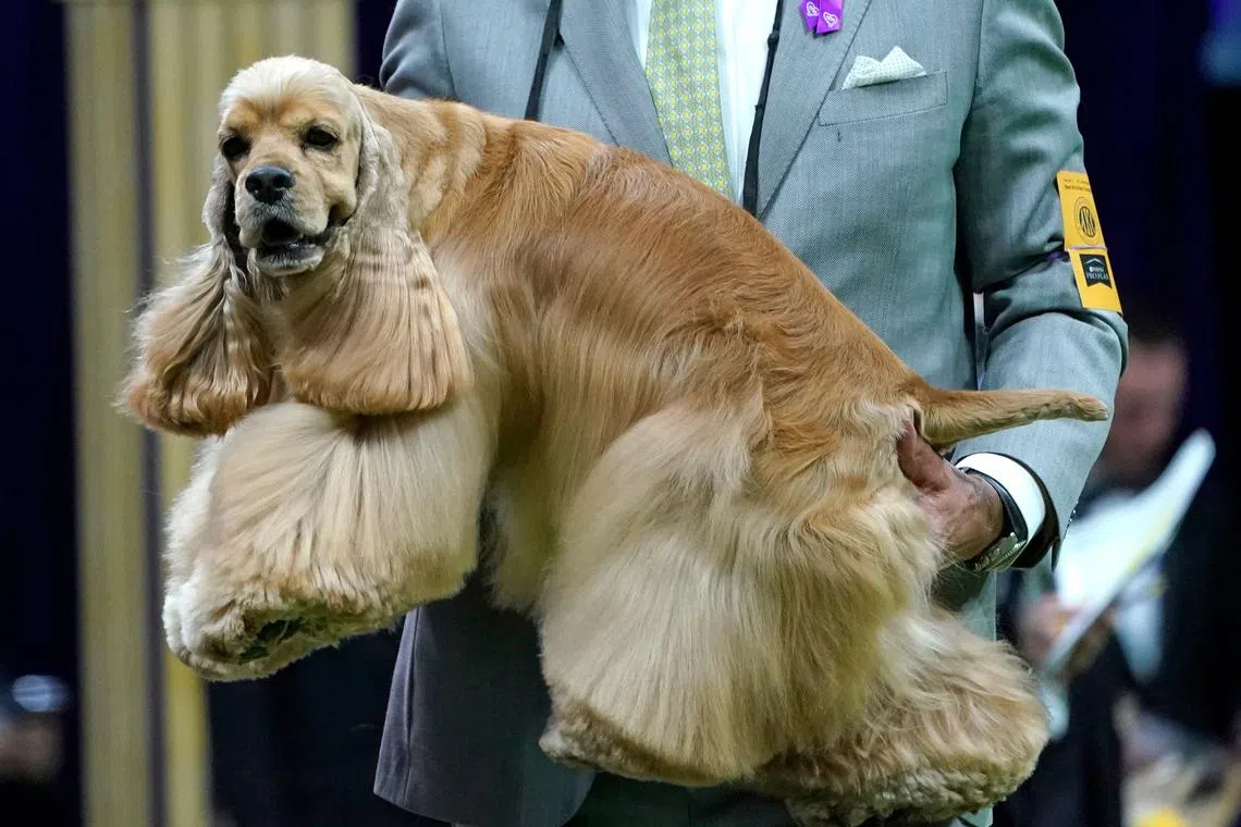 A handler holds up in arms a Cocker Spaniel during the Annual Westminster Kennel Club Dog Show judging of Sporting at Arthur Ashe Stadium in Queens, New York on May 9, 2023.
