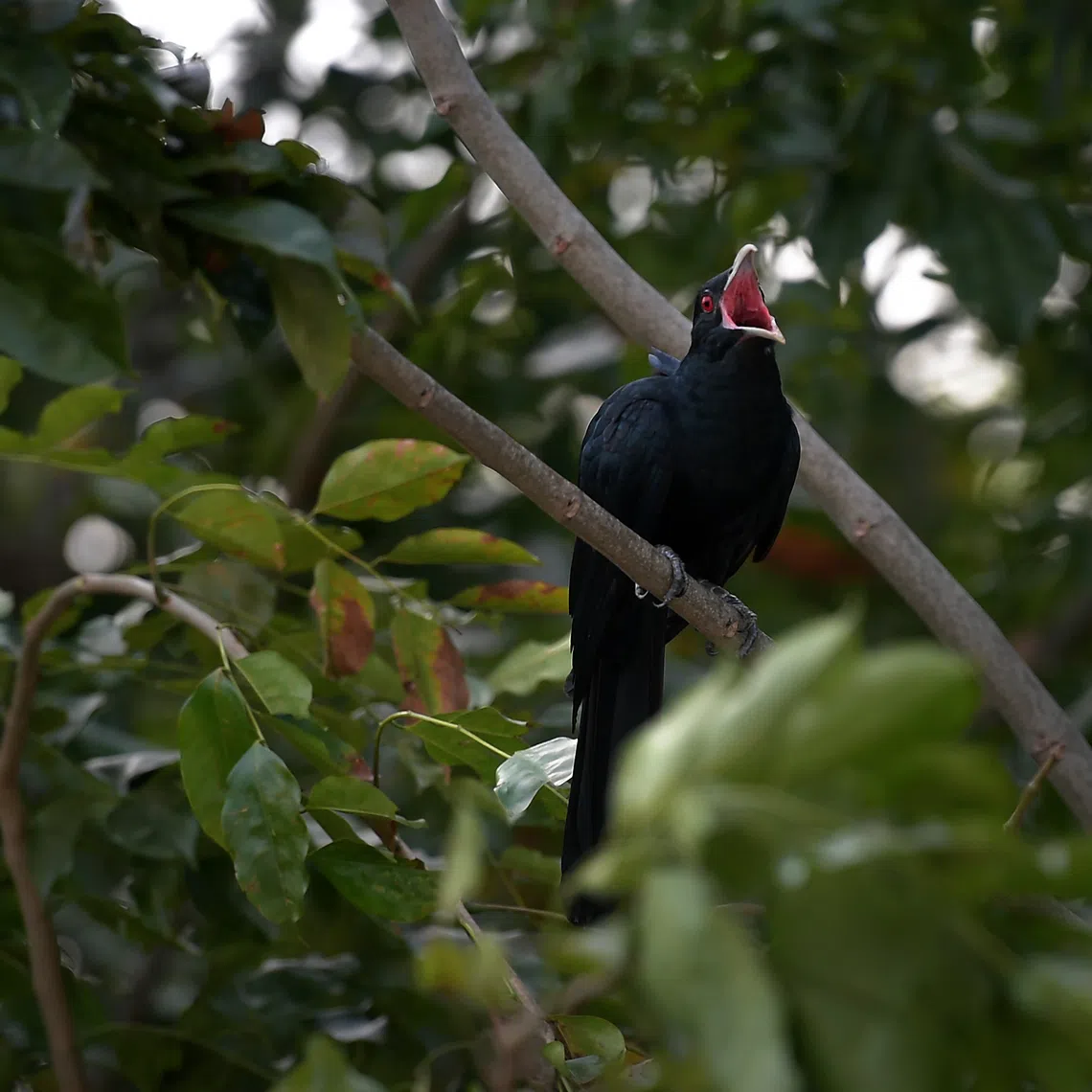 The distinctive shrill mating call of the Asian koel is often heard in the wee hours of the morning.