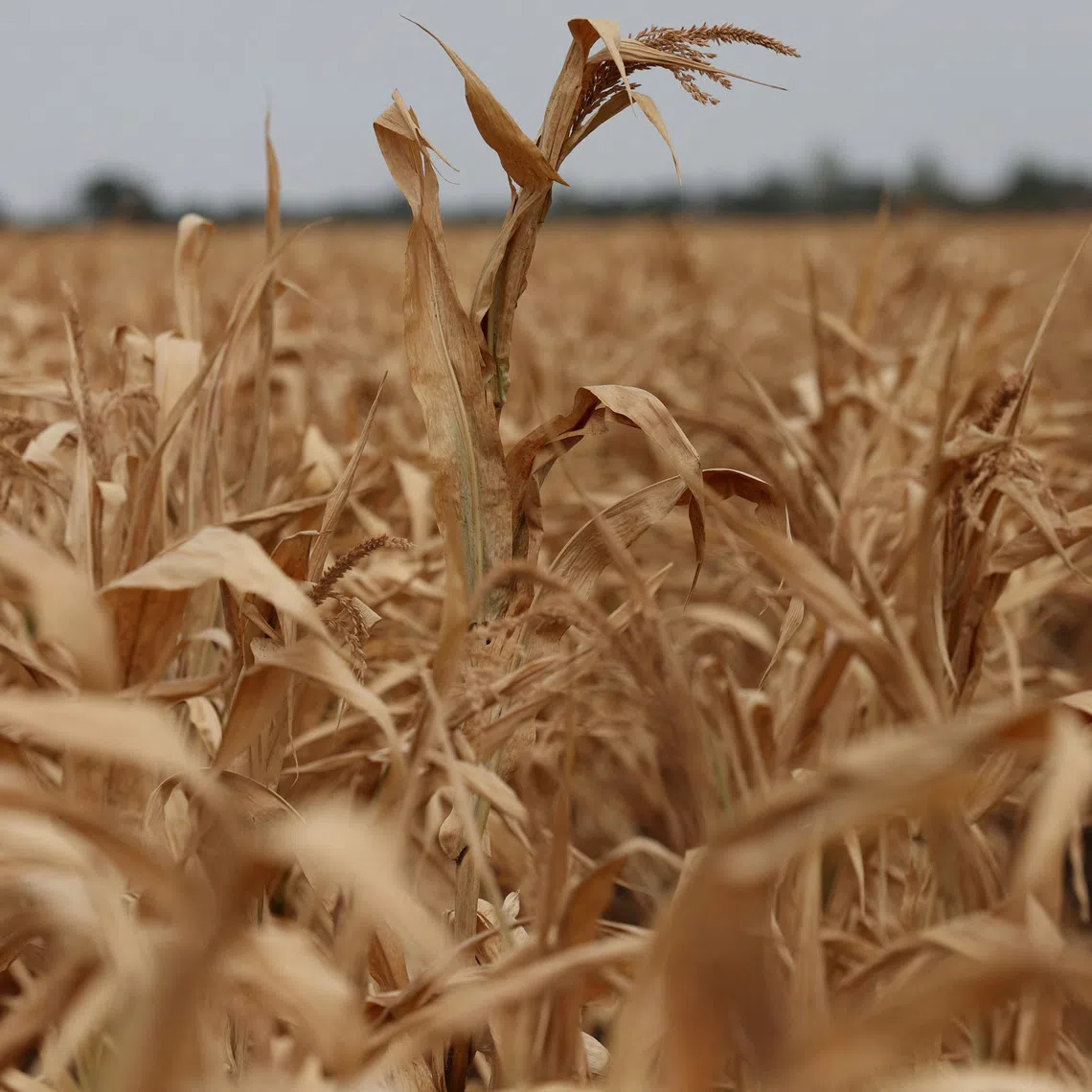 The FAO Food Price Index, which tracks monthly changes in a basket of internationally traded food commodities, averaged 133.3 points in August.