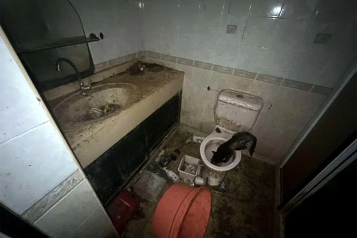 A cat drinking water out the toilet bowl that was contaminated with faecal matter.