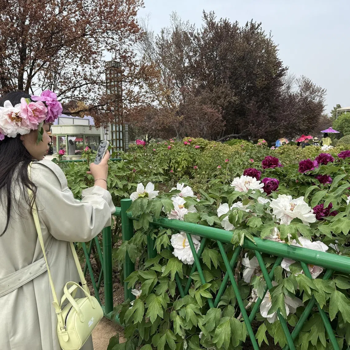 A visitor at the Caozhou Peony Garden on April 9, 2025.